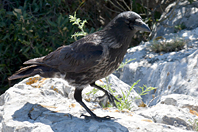 Corvus corone x cornix